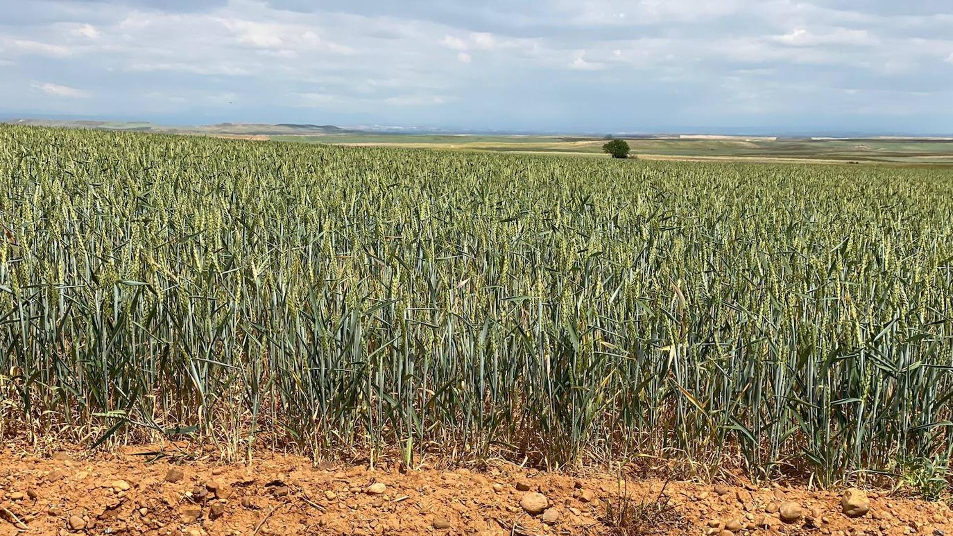 La Junta Cree Que Merece La Pena Esperar Al Acuerdo Con Las Opas